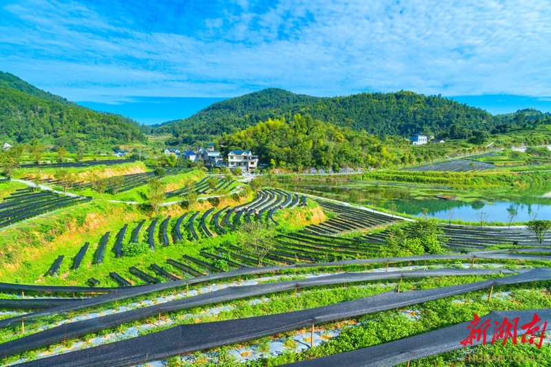 茶园夏管促增收