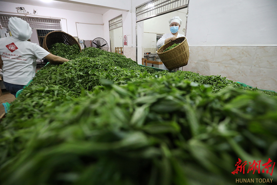 明前茶飘香 茶农采制忙