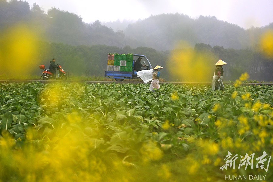 供大湾区蔬菜基地农作忙