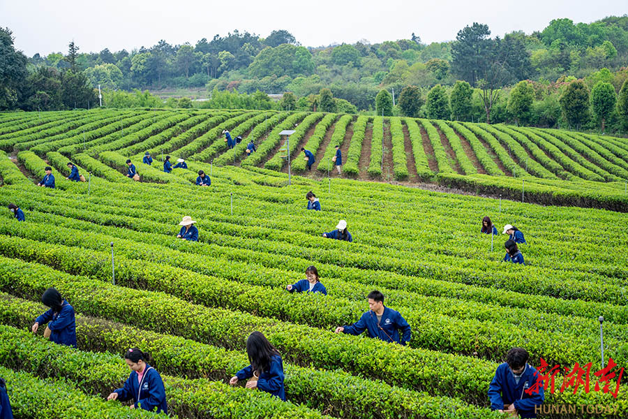 上茶山 采春茶