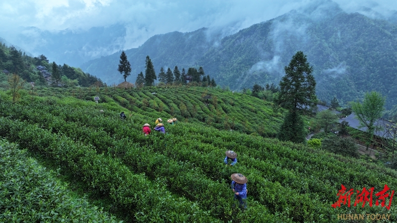 高山春茶绿 茶农忙采摘